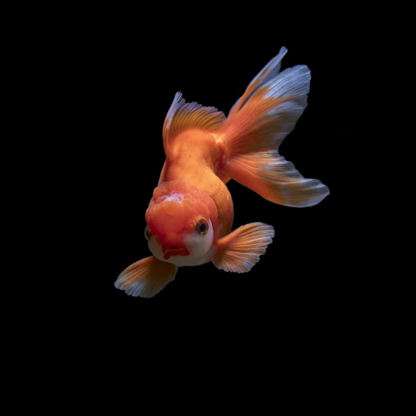 硝化菌浓缩液